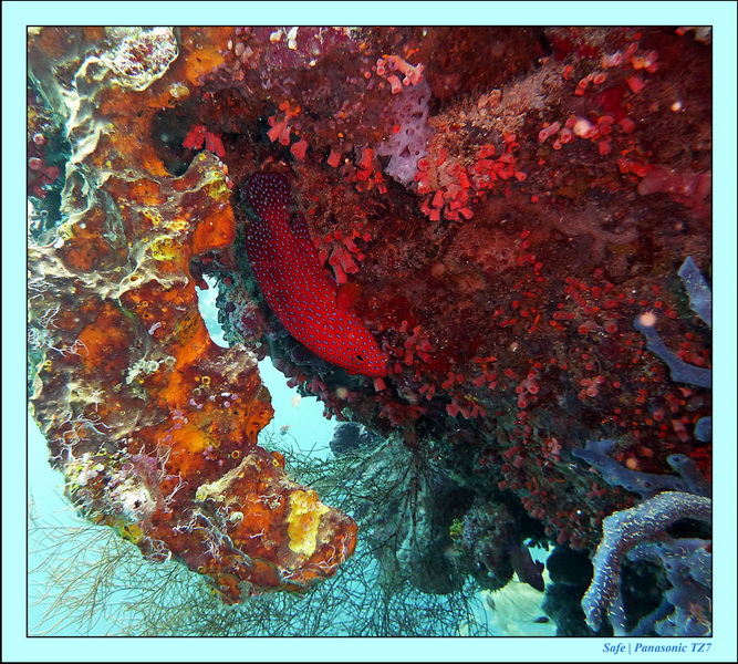 2011 - 08 - Borneo - Sipadan 015